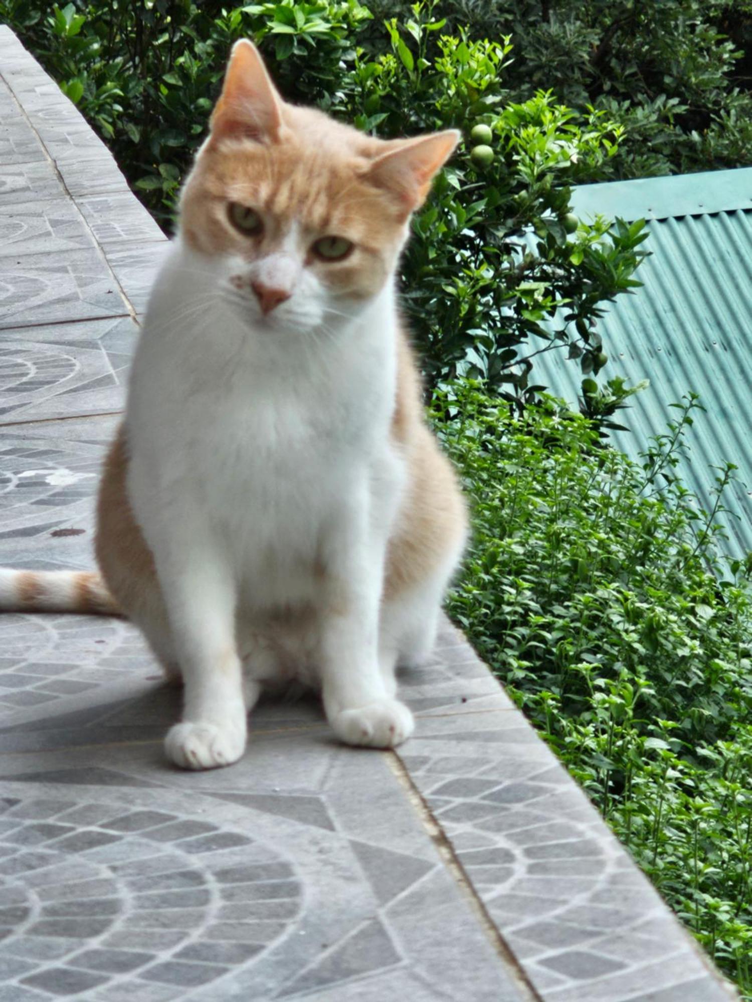 Eco Horqueta Bed & Breakfast โบเกเต ภายนอก รูปภาพ